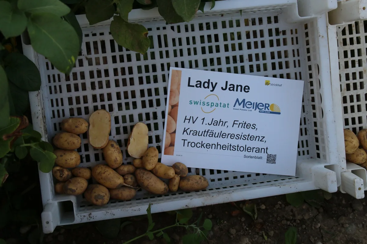 Kartoffeln-Humlikon-dc Neue resistente Kartoffelsorten bewähren sich im Anbau