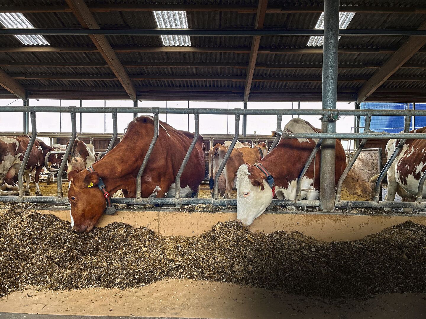 Zwei Kühe strecken ihre Köpfe durch das Gitter und fressen Maissilage vom Futtertisch im Stall.