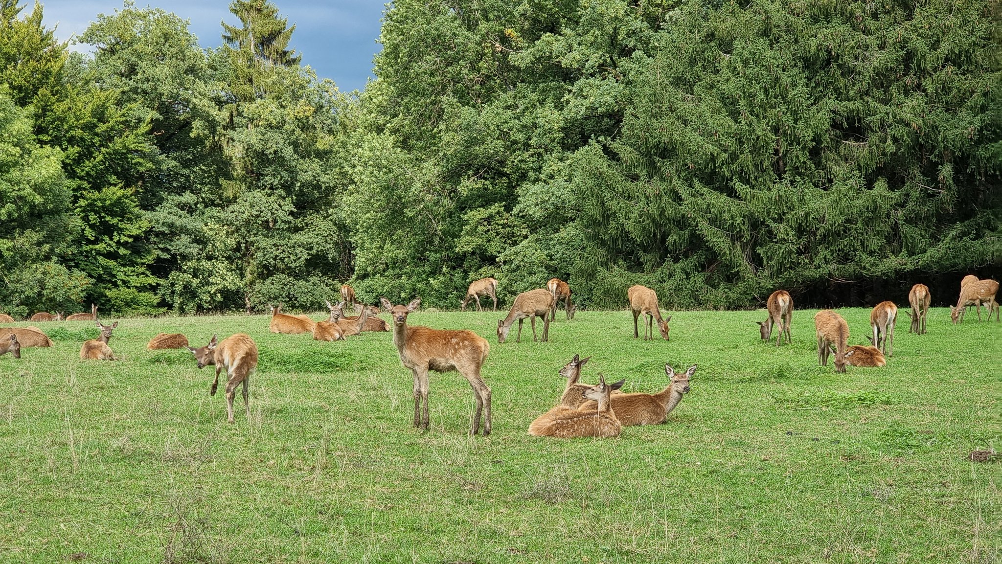 «Hohe Dunkelziffer bei unterlassenen Meldungen von Wildtierunfällen»