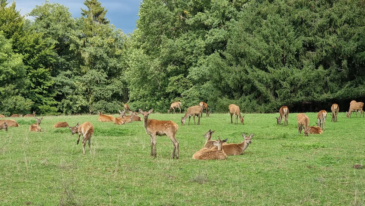 20220916_161743 «Hohe Dunkelziffer bei unterlassenen Meldungen von Wildtierunfällen»
