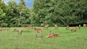 Im Jahr 2021 seien lediglich 47 Strafentscheide im Zusammenhang mit unterlassenen Meldungen von Wildtierunfällen ergangen.