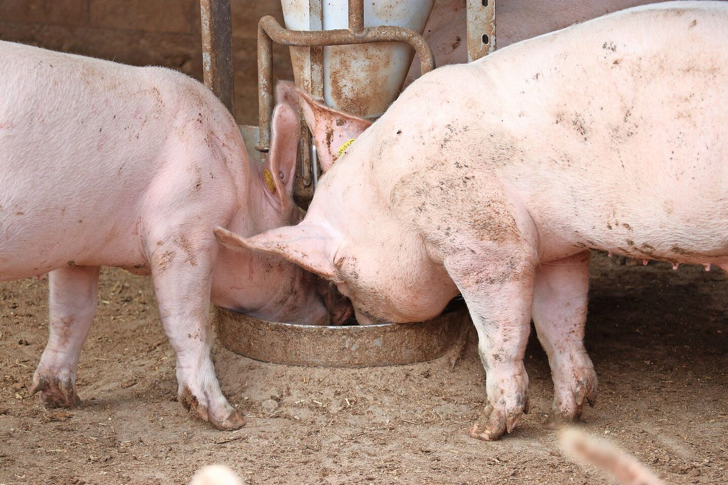 Zwei Schweine fressen aus der Futterschale im Stall.