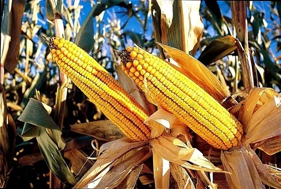 56032cdc017d9a062811bdc54118c9364070ecbe Eine als GV-Maislinie von Monsanto ist als unbedenklich bescheinigt worden. (Bild Monsanto)