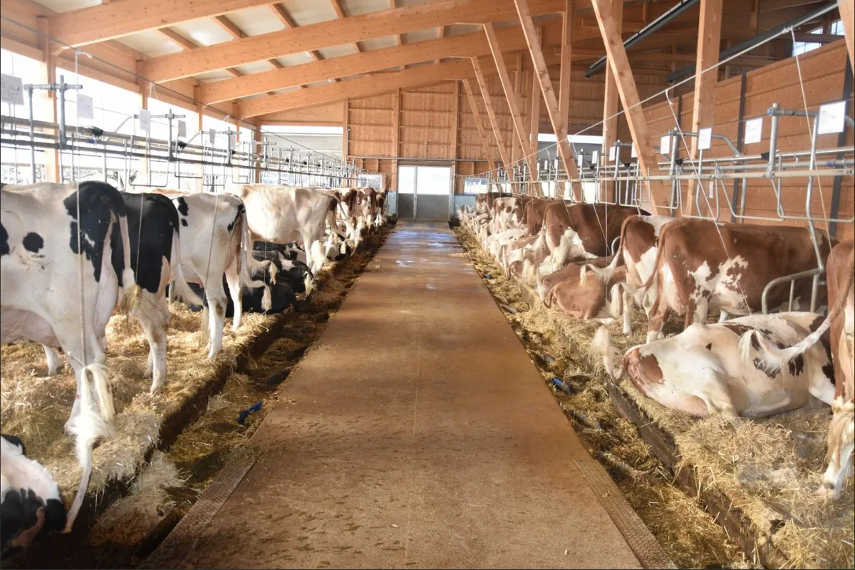 DSC_005 Milch aus dem Anbindestall: Was Coop, Migros und Aldi Suisse planen