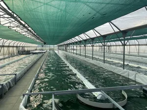Die Spirulina-Alge wird in 60 x 5 m2 Becken von je 10 cm tiefe angebaut. Für ihr Wachstum benötigt sie 38 °C warmes Wasser und Sonnenlicht. Geerntet werden etwa 10 bis 20 Tonnen pro Jahr von der Alge.