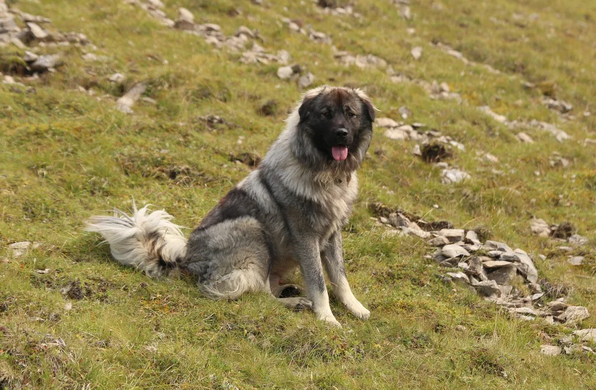 BZ-TDW_35_Hauptbild__2_ Der Kanton Graubünden hat sein eigenes Herdenschutzhunde-Programm