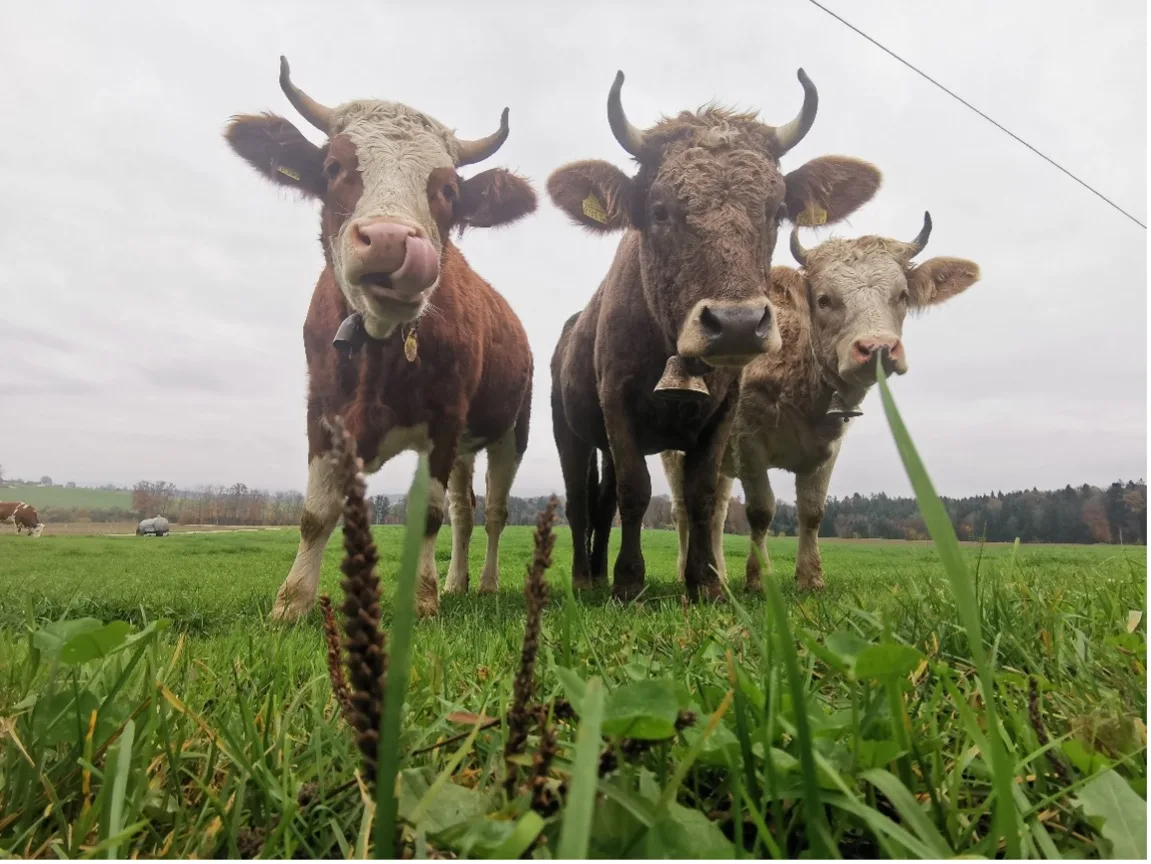 DG_26-07_SA_Inforama Sommermastitis kommt vor allem in den Sommermonaten in Höhelagen ab 600 bis 700 m ü. M. vor, überwiegend bei Jungrindern oder Galtkühen.