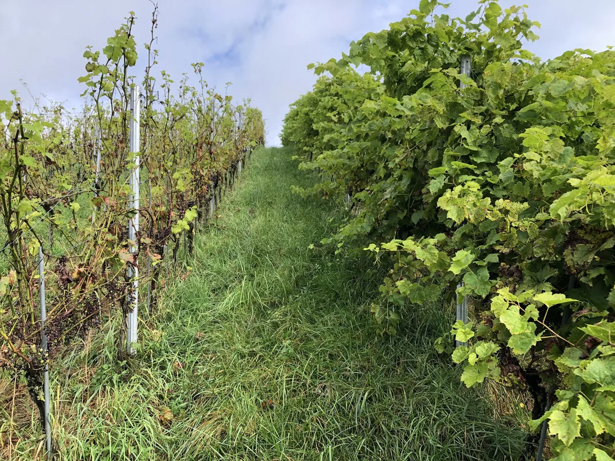 Schlechter Wein kann eine Folge von Stickstoffmangel sein