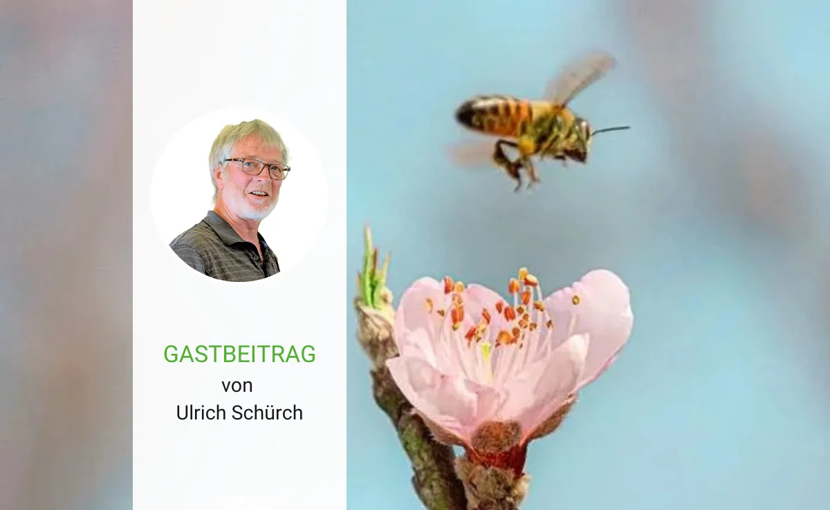 Artikel_Gastbeitrag_BauZ_SchuerchOstern Ostern, die Zeit des Neubeginns