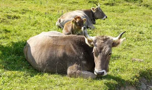 Behornte Tiere brauchen mehr Platz. Verschiedentlich wurde versucht, via Politik dem mit finanzieller Unterstützung Rechnung zu tragen – bisher immer erfolglos.