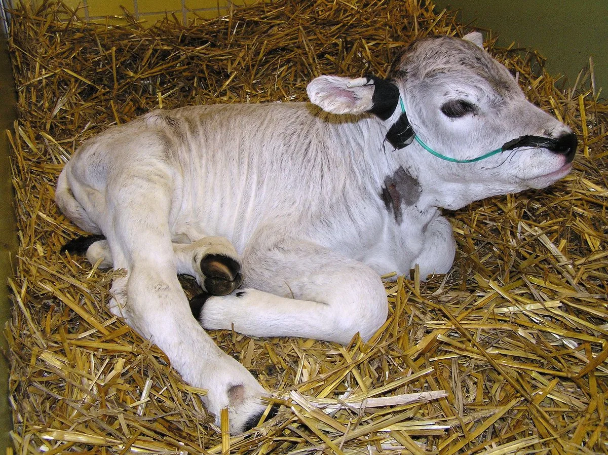 Lebensschwache Kälber zeigen nicht das übliche Verhalten. Vieles passiert bei der Geburt: Dieses zu früh geborene Kalb etwa wird mit Sauerstoff über eine Nasensonde versorgt. Bild: Vetsuisse-Fakultät, UZH Nutztierklinik, Ulrich Bleul