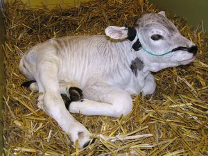 Lebensschwache Kälber zeigen nicht das übliche Verhalten. Vieles passiert bei der Geburt: Dieses zu früh geborene Kalb etwa wird mit Sauerstoff über eine Nasensonde versorgt. Bild: Vetsuisse-Fakultät, UZH Nutztierklinik, Ulrich Bleul
