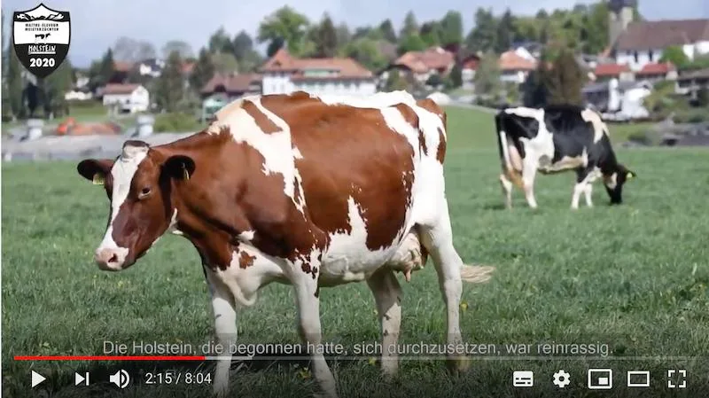 7c0aa4d6d19a402a8a938afc376f9d68c7771300 Mit den Rassen-Videos soll unter anderem gezeigt werden, dass intensive Produktion auch in der Schweiz sinnvoll sein kann. (Bild Screenshot Youtube)