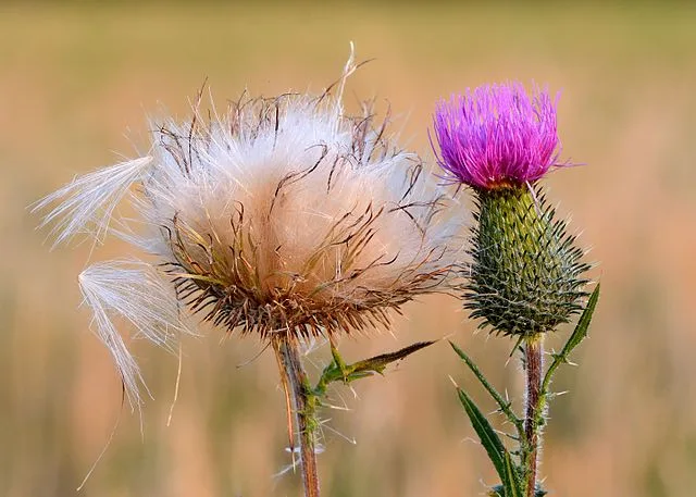 937eebfeac9fd1b34a06f0bd8bddc752a08d37ec Die Distel hat eigentlich einen schlechten Ruf. (Symbolbild Yvar Leidus)