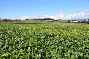 Unter der aktuellen AP sind die Erträge besonders im Ackerbau laufend gesunken. Nun soll auch die Produktivität wieder gefördert werden.