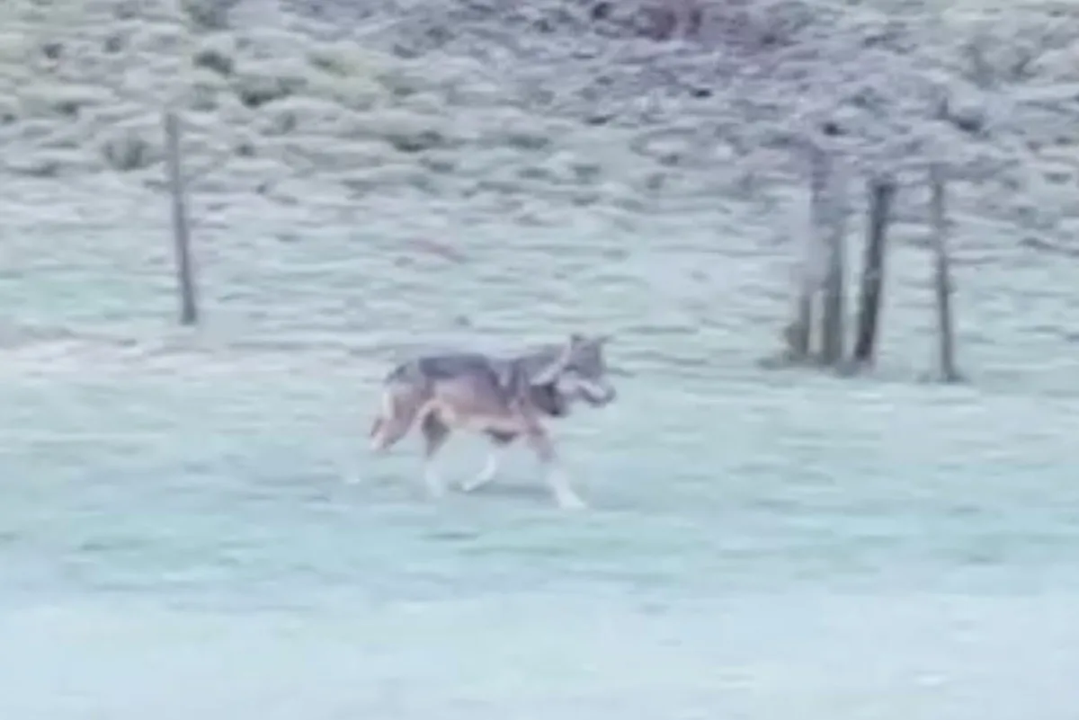 20f2f1afe8dfef7b3b31a82cf5d500da08d0bc90 In Eggiwil BE geht der Wolf um. (Bild Videoscreen)