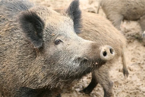 0bfafca7ccf2edd8cf3b9af63c73559bac6bbf91 Die Gefahr der Afrikanischen Schweinepest steigt. (Symbolbild Pixabay)