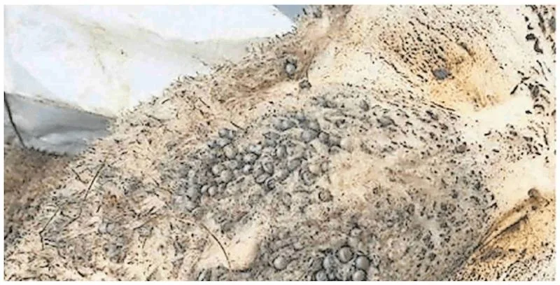 e31986ae0e780f3126e32689d6ae0012ee971b01 Einen derartigen Zeckenbefall haben weder der Landwirt noch der zugezogene Tierarzt bisher gesehen. (Bild Walliser Bote)