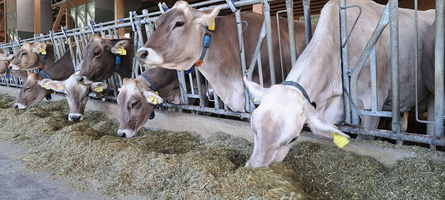 Braunvieh steht am Fanggitter und frisst Silage, die auf dem Futtertisch liegt.