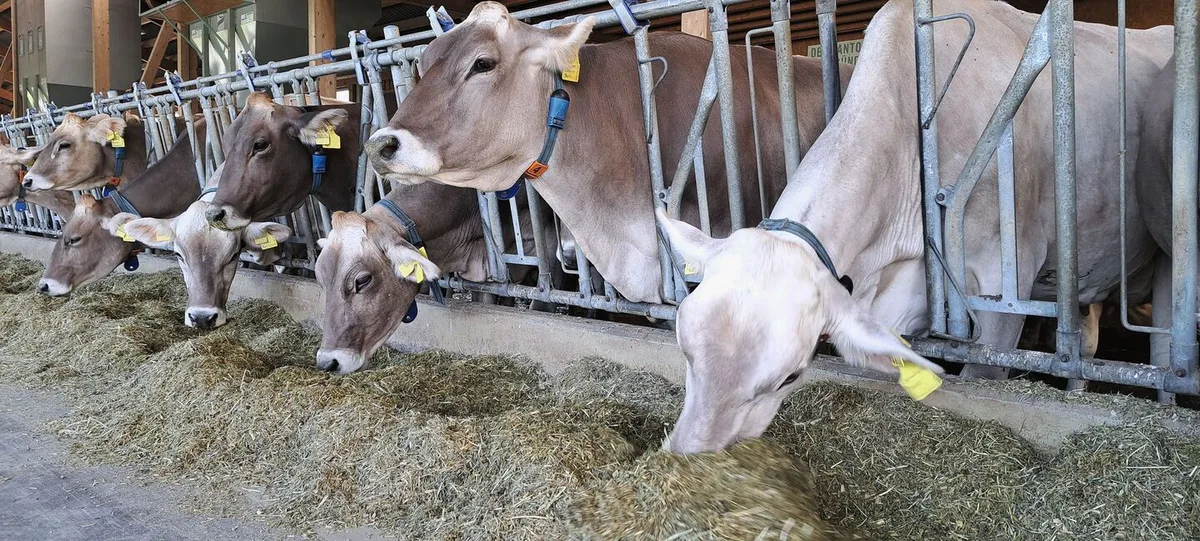 4afde979b9c0daccd4368136fcce7e2b1e5e1a09cf0a1719486d5c20bbaa99dc Braunvieh steht am Fanggitter und frisst Silage, die auf dem Futtertisch liegt.