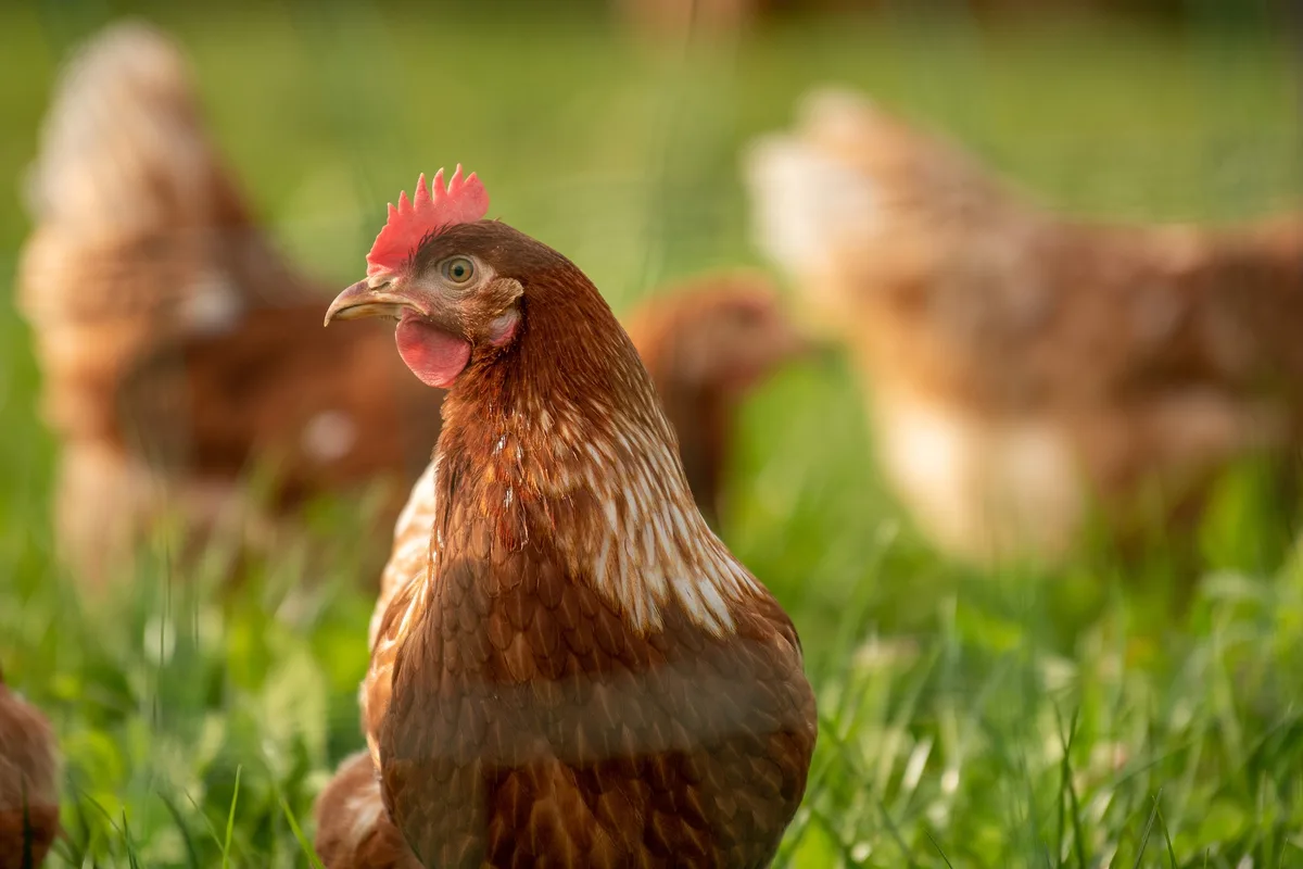 03ead2243b4022e5c18cc4e6d82590e520eb7e4f Nur 5,7 Millionen der 72,3 Millionen Hühner, die pro Jahr geschlachtet werden, stammen von einem Label- oder Bio-Betrieb, so Sentience Politics. Der Verein sieht den Detailhandel in den Pflicht, um diesen Anteil zu vergrössern. (Bild Pixabay)
