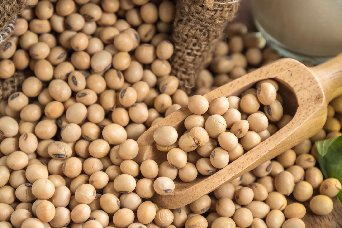 Die Schweizer Futtermittelbranche stellt Soja-Import aus Russland ein