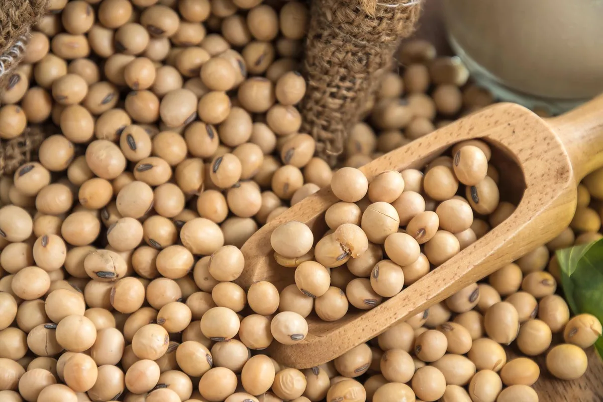 Die Schweizer Futtermittelbranche stellt Soja-Import aus Russland ein
