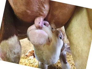 Die Schweizer Studie legt den Verdacht nahe, dass Erreger vom Kalb auf das Euter übertragen werden können (z.B. Pasteurellen) – und umgekehrt (z.B. Staph. aureus).
