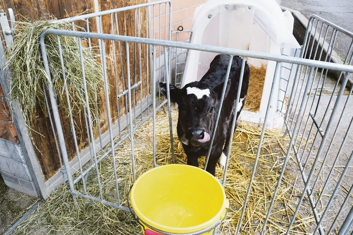 ec0e11687155692596dbeaf0a7b8e335d8d70da1 Neben der Milch sind Rau- und Kraftfutter sowie sauberes Wasser wichtige Kriterien für eine optimale Kälberaufzucht.(Bild Peter Fankhauser)