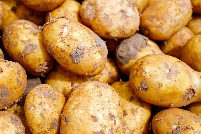 d3fe92629bfe0e951bb04e6a56d301f5362b6a7b Swisspatat fordert die Produzenten zudem auf, nur die Menge zu produzieren, welche von den Abnehmern schriftlich zugesichert werde. (Symbolbild Pixabay)