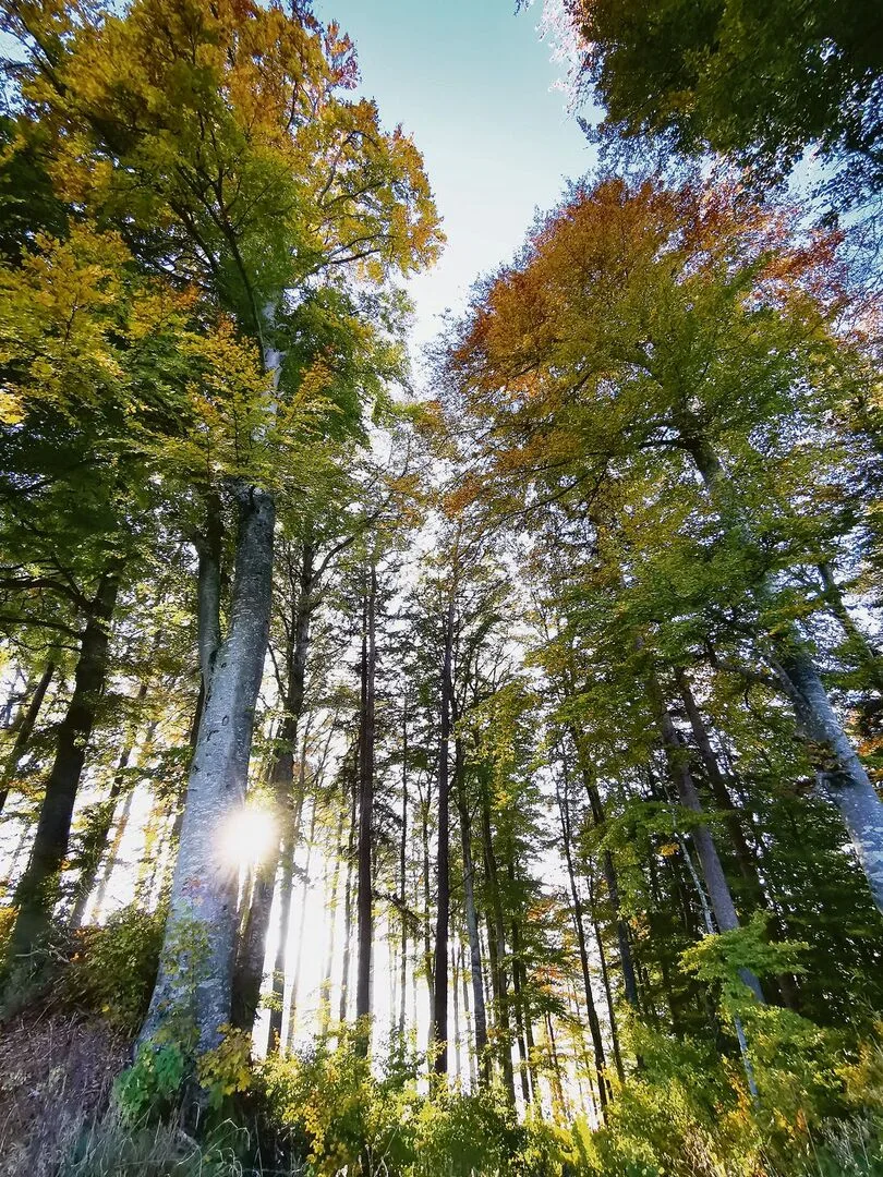 Die Waldbesitzenden dürften bald kostendeckend Holz schlagen