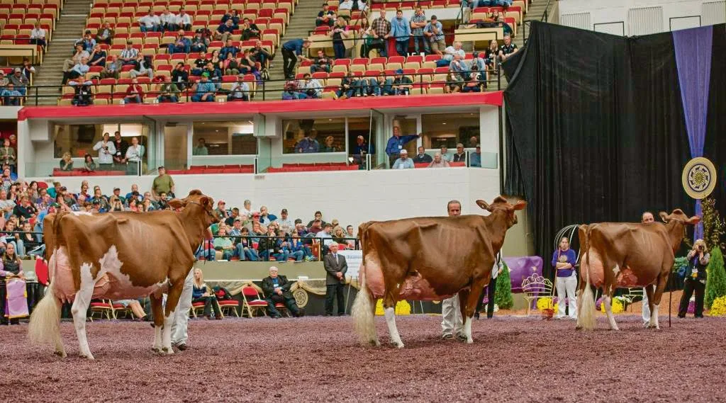 7c2f67a7ee3024b0e1320ee14ff38548cfac39ee Ein Bild, das in der Schweiz verboten ist. Apple (Mitte) an der Red-Holstein-Schau in Madison USA, hinter ihrem Klon Apple 3 und vor ihrer Tochter Candy Apple. (Bild Christine Massfeller, Holstein International)