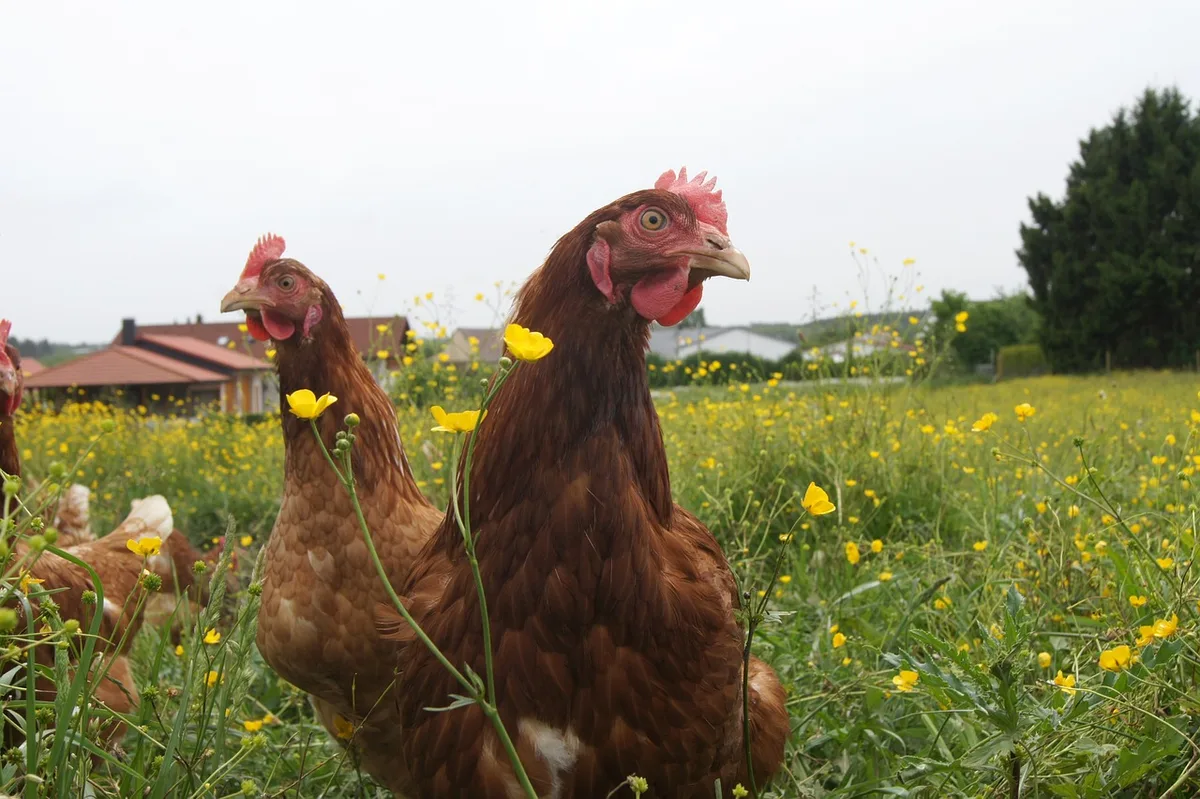 laying-hens-5873297_1280 Angebot für Unterstützung von Projekten im Tierwohl-Bereich