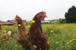 KAG Freiland hat es sich zum Ziel gesetzt, alternative und praxistaugliche Haltungsformen für Nutztiere zu fördern, der tägliche Zugang zu Weide und Auslauf ist der Organisation dabei wichtig. 2024 stehen Schweine und Geflügel im Fokus.