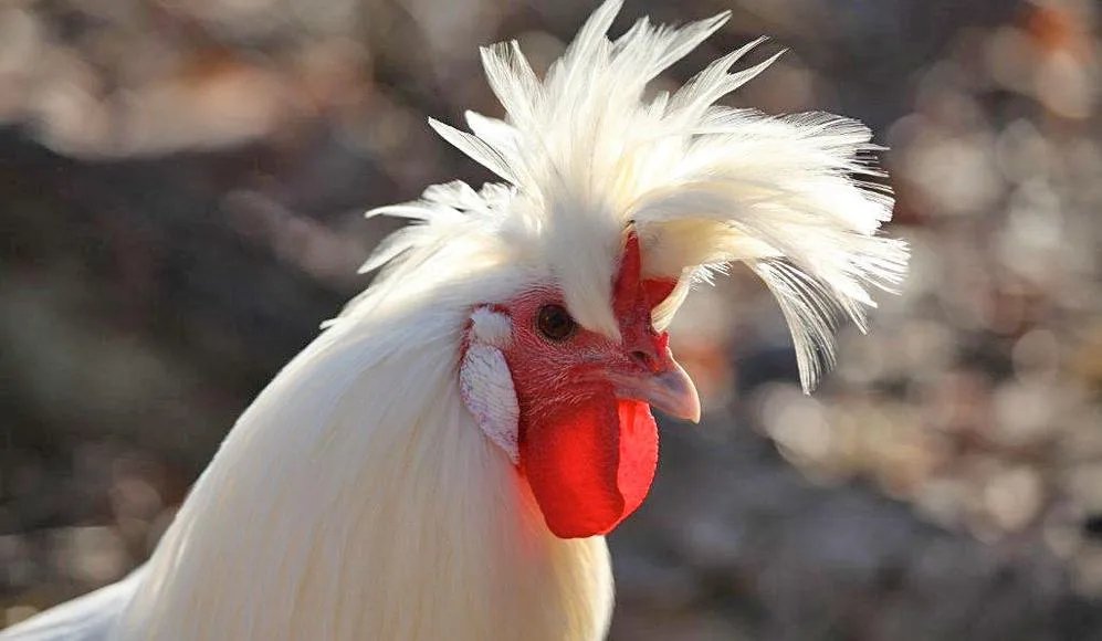 Die Beiträge für alte Nutztierrassen wie das Appenzeller Spitzhaubenhuhn sollen aus den bestehenden Erhaltungsmassnahmen finanziert werden oder aber zu Lasten anderer Tierzucht-Beiträge gehen. (Bild Pro Specie rara)