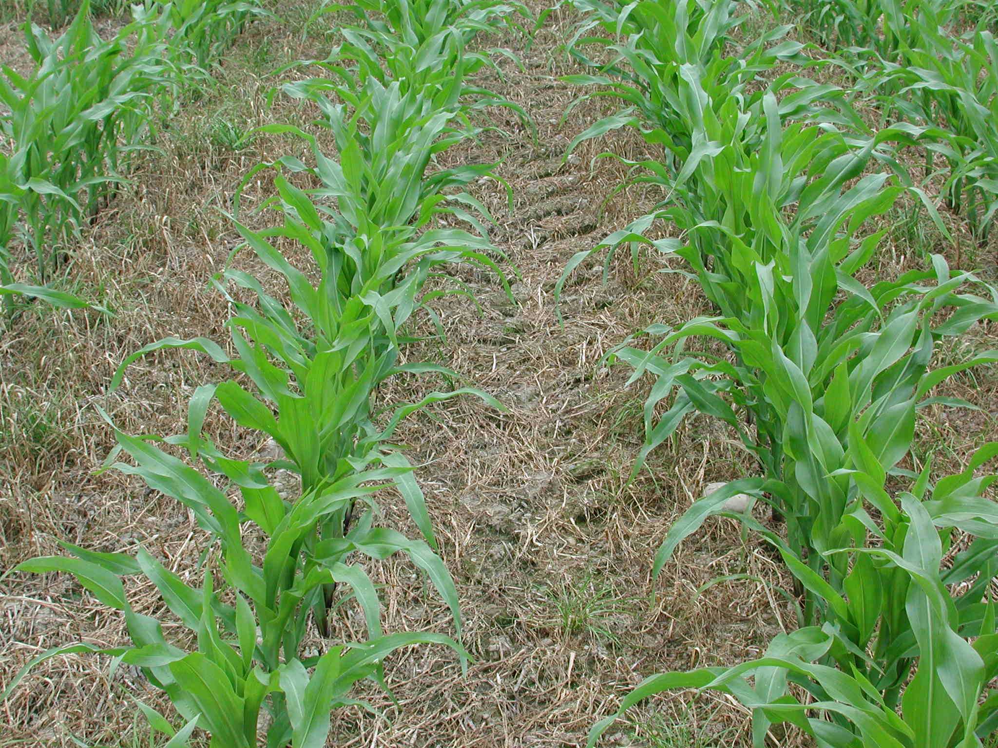Beim Glarner Landrat wurde für 2018 bis 2021 10,98 Millionen für landwirtschaftliche Direktzahlungen beantragt. (Bild BauZ)