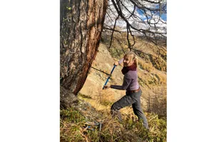 Kerstin Treydte entnimmt einen Bohrkern aus einer 600-jährigen Lärche im Lötschental. Anhand der Bohrkerne lässt sich das Jahrringmuster über das gesamte Baumleben zurückverfolgen. Die Beprobung schadet dem Baum nicht.