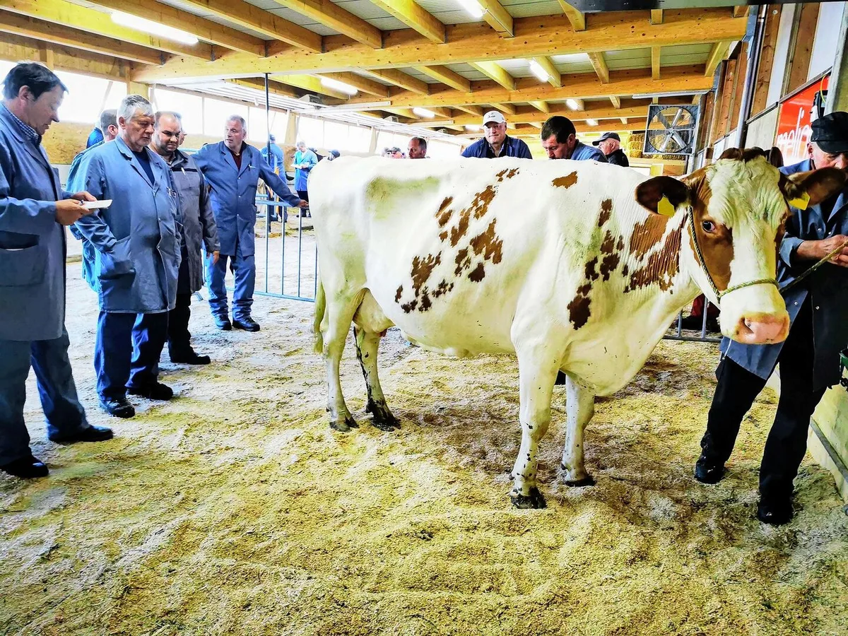 Die öffentlichen Märkte sind ein wichtiges Instrument bei der Preisbildung für Rindvieh. Die Inlandleistung leistet hierzu einen wichtigen Anreiz.