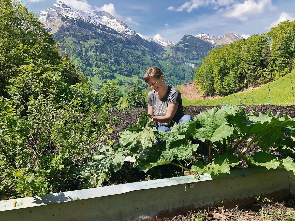 Aus ihrem grosszügigen Garten hat Alice Gwerder, hier während dem Pflücken des Rhabarbers, einen wunderbaren Ausblick in die Berge. Die markante Spitze links im Bild: Wiss Nollen, 2155 m ü. M.