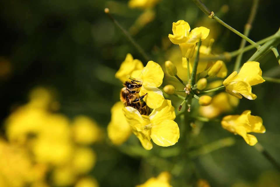 Eine Biene auf Raps. (Symbolbild Pixabay)
