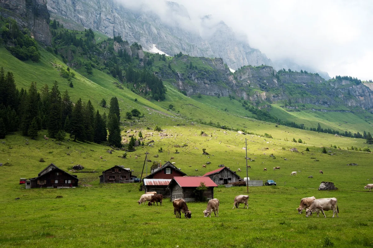 9633cbfb2ed486b78dffe02fad5d161f4120eddd Milchproduzenten sollten wenn möglich in den Agrotourismus einsteigen, wenn sie ihr Einkommen steigern wollen. Das zeigt die neue Agroscope-Studie. (Bild Agroscope)