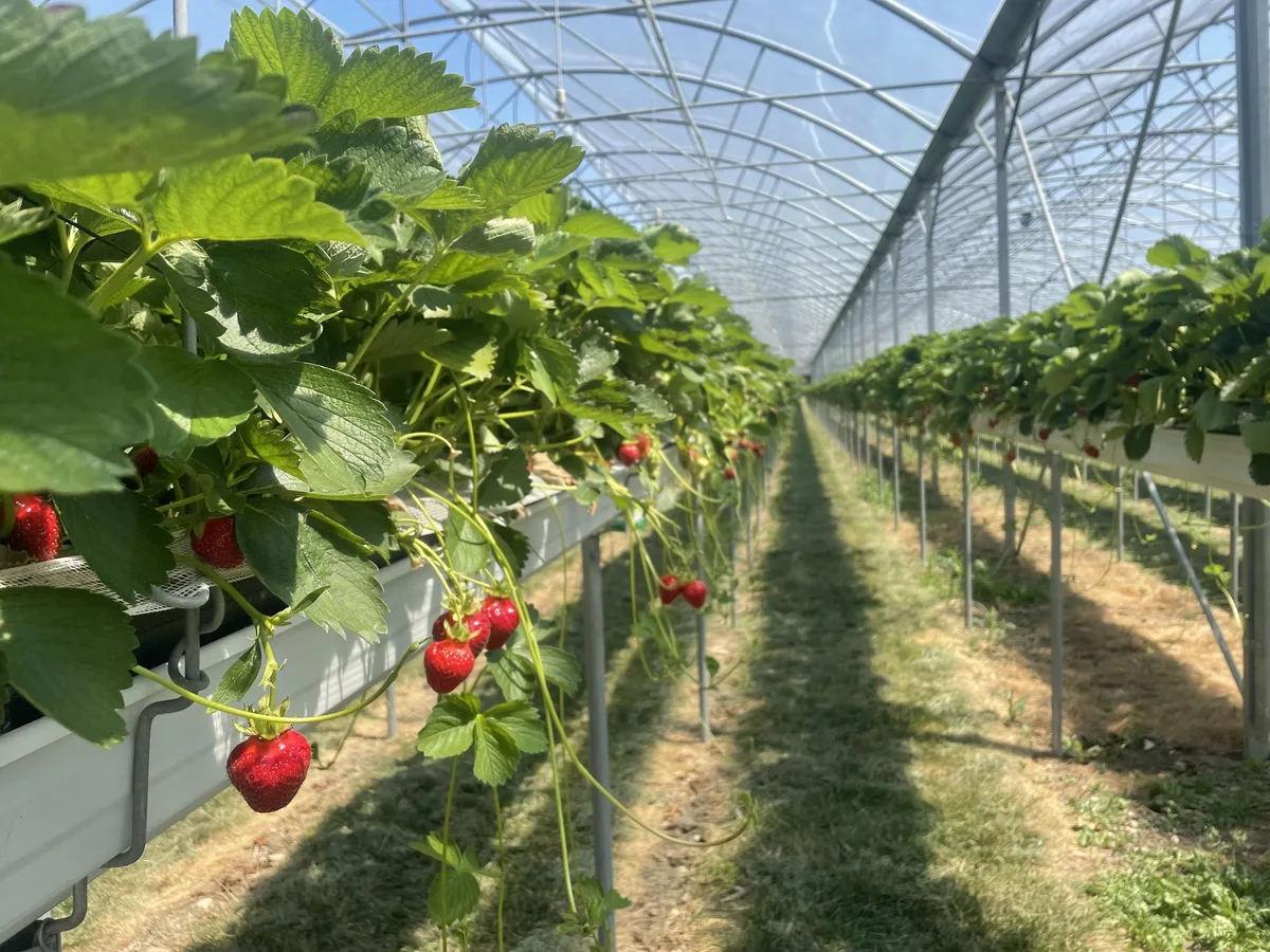Ausflug_Seeland_Bako-LID__46_ Ein gute Erdbeer-Saison steht bevor