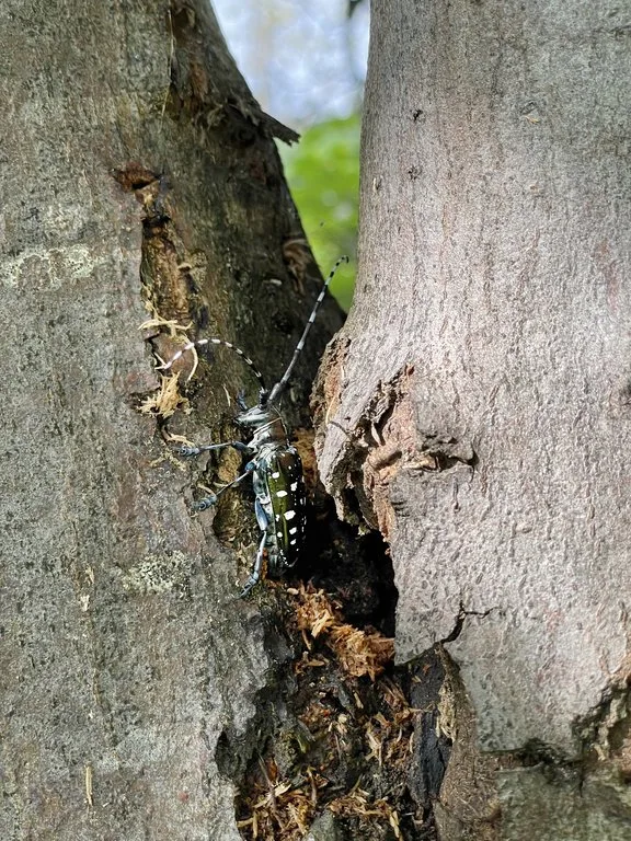 Immer mehr invasive Schädlingen befallen Schweizer Wälder