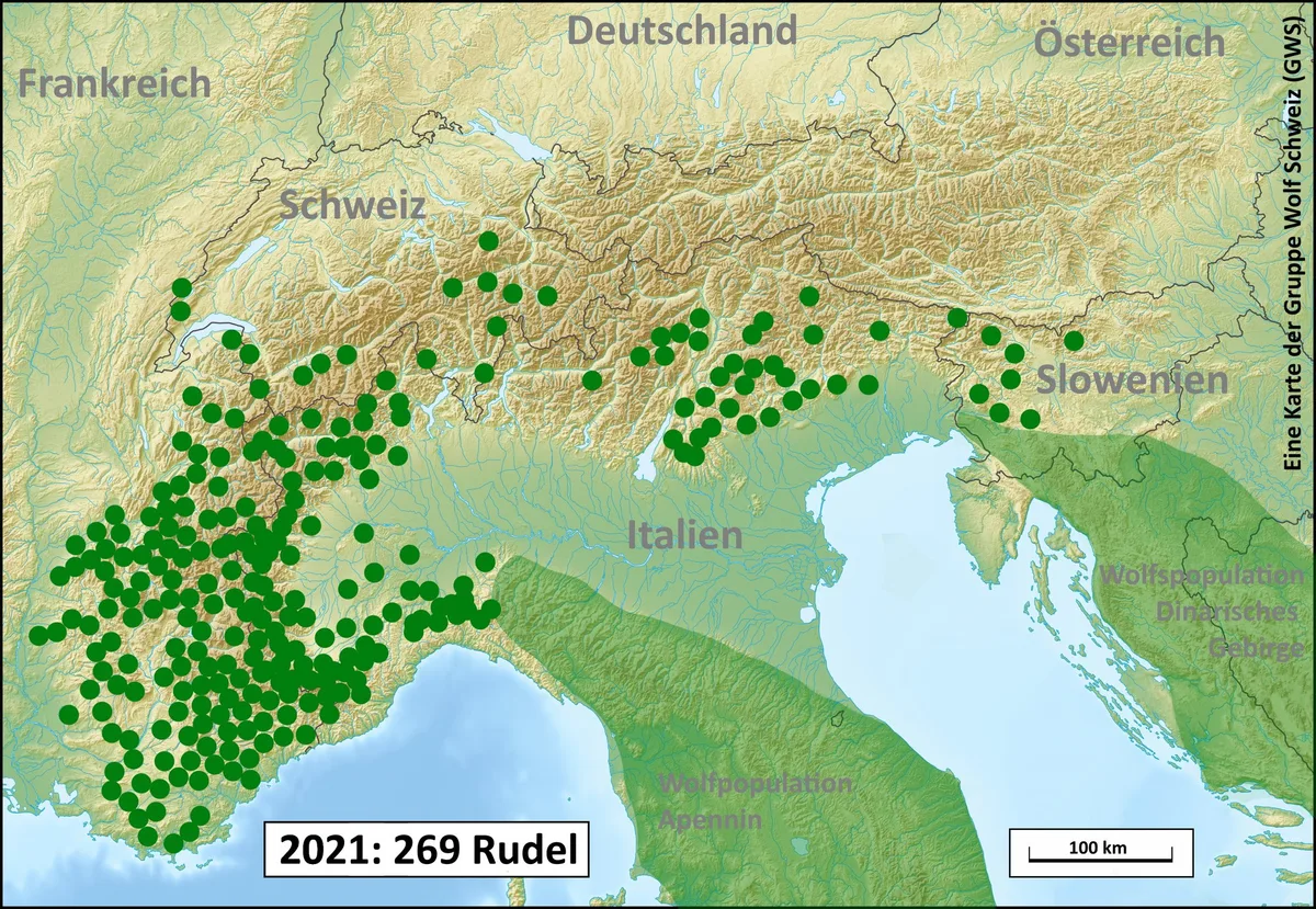 06_Alpen_Rudel_2021 Alpenbogen bald vollständig von Wölfen besiedelt – «Wolfsfreie Gebiete wird es nicht mehr geben können»