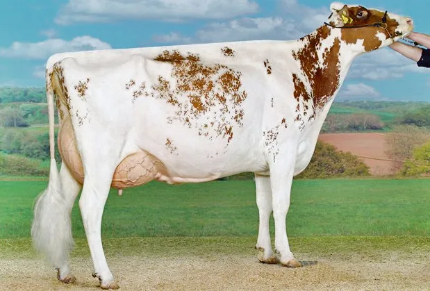 a3eff0bb452033670098a111132e0f5daaf5e7b1 In Cremona (I) 2010 wurde Rustler Pepita von Everdes Holstein, Echarlens FR, Junior und Grand Champion. (Bild ws)