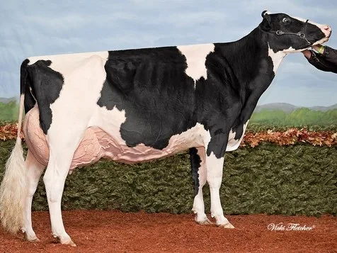 b5b34157a1b3520c806dbc486011892aaa89c765 Die bekannte Schaukuh Goldwyn Hailey ist abgegangen. Bild (vf)