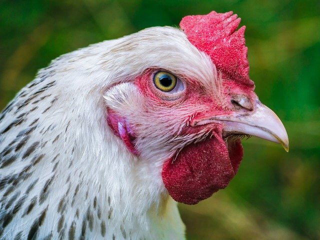 Das Huhn starb im Sommer 2017. (Symbolbild Pixabay)