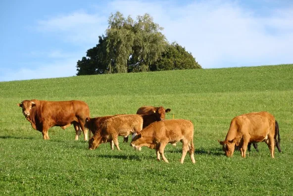 c68d6ccee7765a41d1d6dec864c12cf48967c067 Die Weidehaltung ist laut Mutterkuh Schweiz ein wichtiges Differenzierungsmerkmal der Schweizer Landwirtschaft gegenüber dem Ausland bezüglich Tierwohl. (Bild Mutterkuh Schweiz)