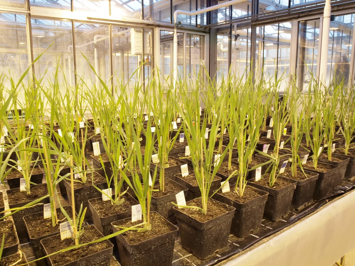 Erstmals testet Agroscope Crispr-Cas-Gerste – ohne Fremdgene