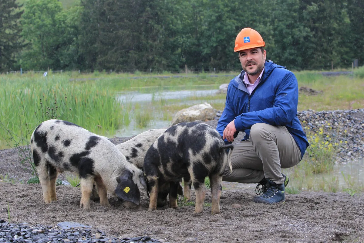 58383c893c6e14eeee45eb1101a498d00b3ed7d4 Baudirektor Florian Weber ist von den drei Turopolje-Schweine höchst angetan, die im ehemaligen Schlammweiher der Kibag AG in Edlibach als Naturschützer im Einsatz sind. (Bild zg.ch)